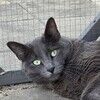 catsclearnow